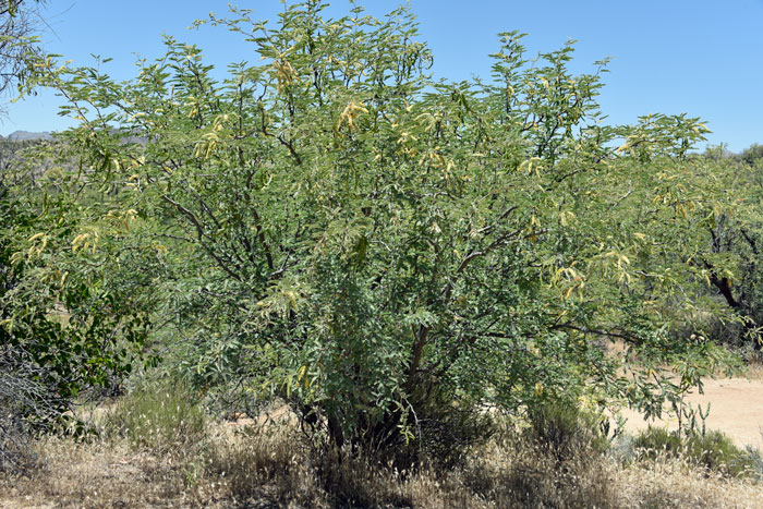 Western Honey Mesquite generally grows below 20 feet (6 m) tall and is found in elevations from 5,000 to 7,000 feet (1,524 - 1,700 m). Prosopis glandulosa var. torreyana
